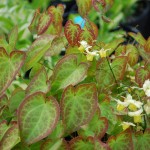 Epimedium x versicolor (Sulphureum) Barrenwort